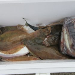 大進丸(新潟) 釣果