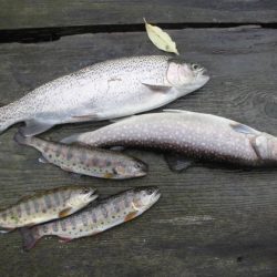 高萩ふれあいの里フィッシングエリア 釣果