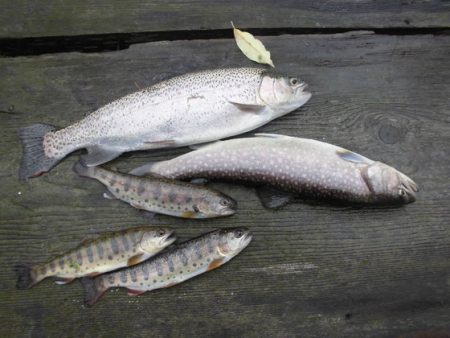 高萩ふれあいの里フィッシングエリア 釣果