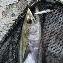 レイズで価値のある1匹！【シャウト（Shout!）レイズ　インプレッション】