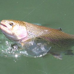 小菅トラウトガーデン 釣果