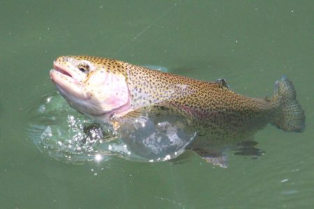 小菅トラウトガーデン 釣果