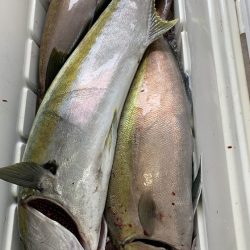 フィッシングハウス伊藤 釣果