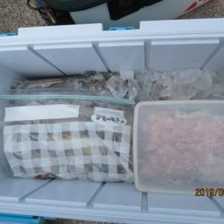 大進丸(新潟) 釣果