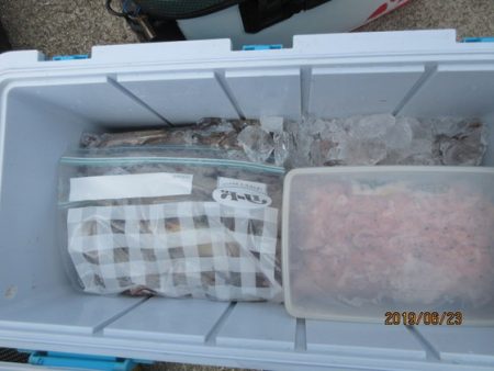 大進丸(新潟) 釣果