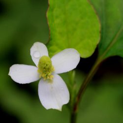 小菅トラウトガーデン 釣果