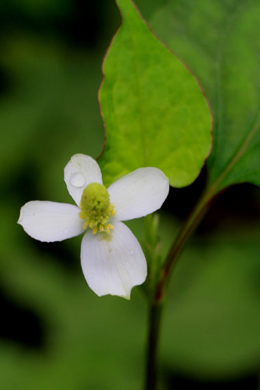 小菅トラウトガーデン 釣果