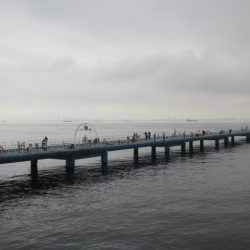 オリジナルメーカー海づり公園(市原市海づり施設) 釣果