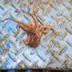 オリジナルメーカー海づり公園(市原市海づり施設) 釣果