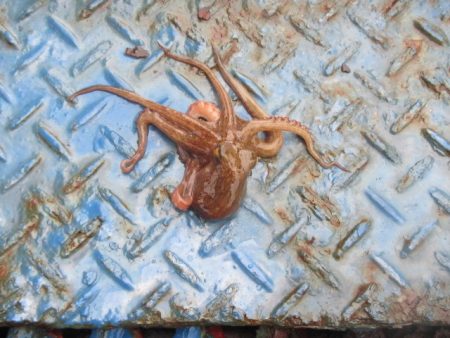 オリジナルメーカー海づり公園(市原市海づり施設) 釣果