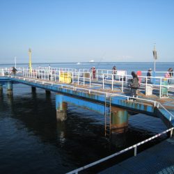 オリジナルメーカー海づり公園(市原市海づり施設) 釣果