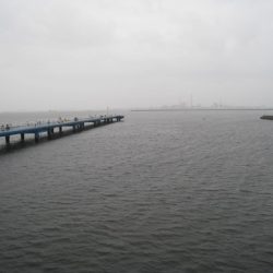 オリジナルメーカー海づり公園(市原市海づり施設) 釣果