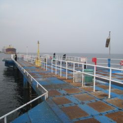 オリジナルメーカー海づり公園(市原市海づり施設) 釣果