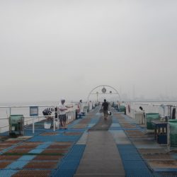 オリジナルメーカー海づり公園(市原市海づり施設) 釣果