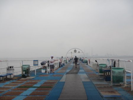 オリジナルメーカー海づり公園(市原市海づり施設) 釣果