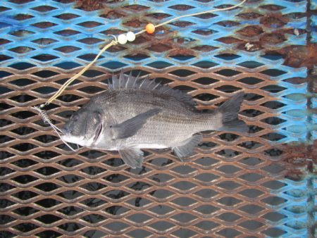 オリジナルメーカー海づり公園(市原市海づり…