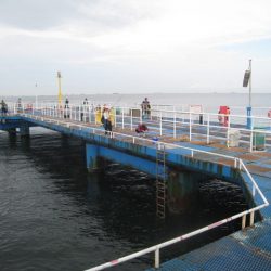 オリジナルメーカー海づり公園(市原市海づり施設) 釣果