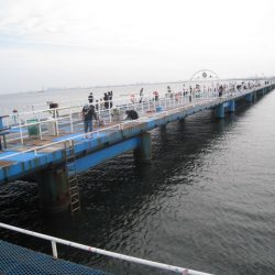 オリジナルメーカー海づり公園(市原市海づり施設) 釣果