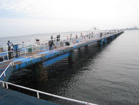 オリジナルメーカー海づり公園(市原市海づり施設) 釣果