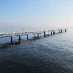 オリジナルメーカー海づり公園(市原市海づり施設) 釣果