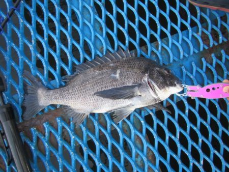 オリジナルメーカー海づり公園(市原市海づり施設) 釣果