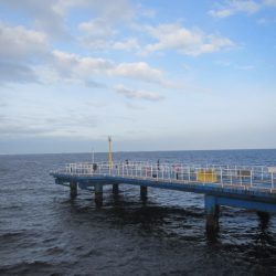 オリジナルメーカー海づり公園(市原市海づり施設) 釣果