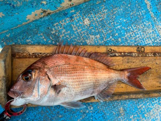 幸吉丸 釣果