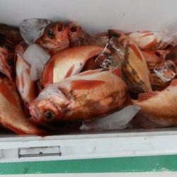 第二むつ漁丸 釣果