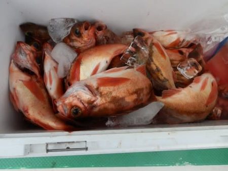 第二むつ漁丸 釣果