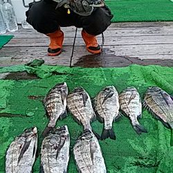 勝丸渡船 釣果