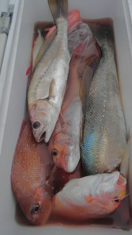 遊漁船 新鋭丸 釣果