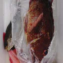 伊豆下田フィッシング 釣果