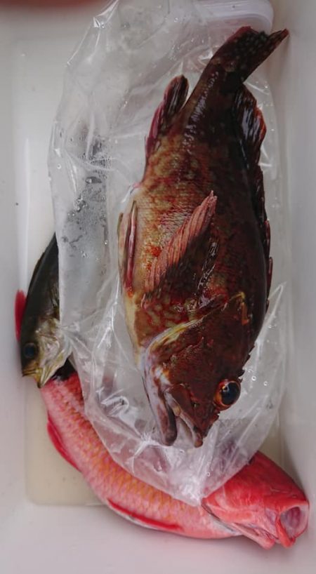 伊豆下田フィッシング 釣果