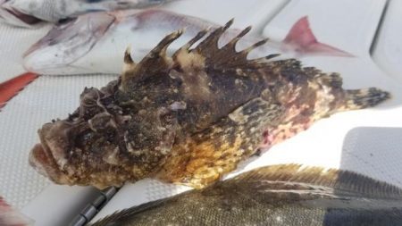 暁〜akatsuki〜 釣果