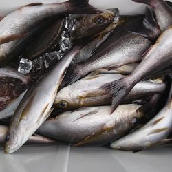 伊豆下田フィッシング 釣果