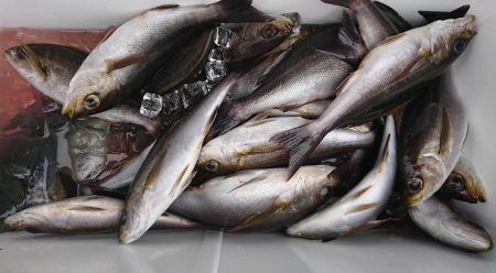 伊豆下田フィッシング 釣果