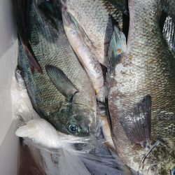 伊豆下田フィッシング 釣果