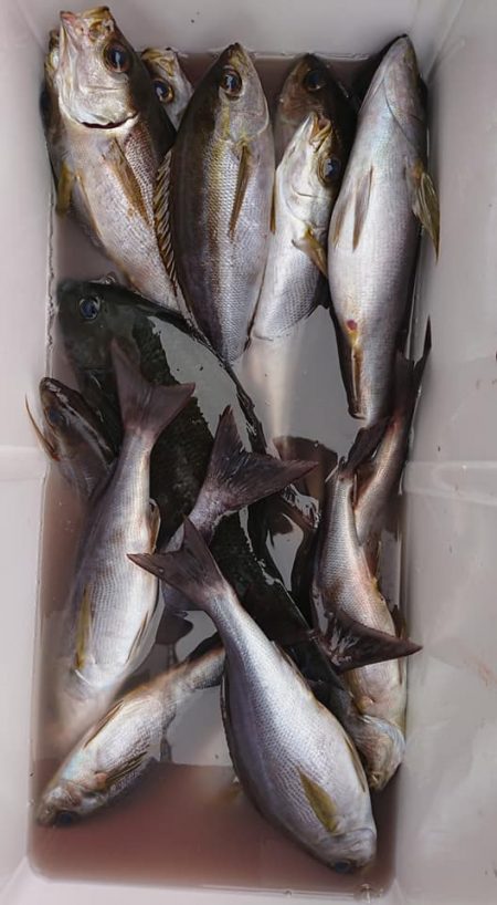 伊豆下田フィッシング 釣果