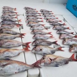 暁〜akatsuki〜 釣果