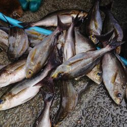 伊豆下田フィッシング 釣果