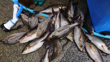 伊豆下田フィッシング 釣果