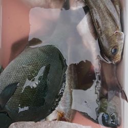 伊豆下田フィッシング 釣果