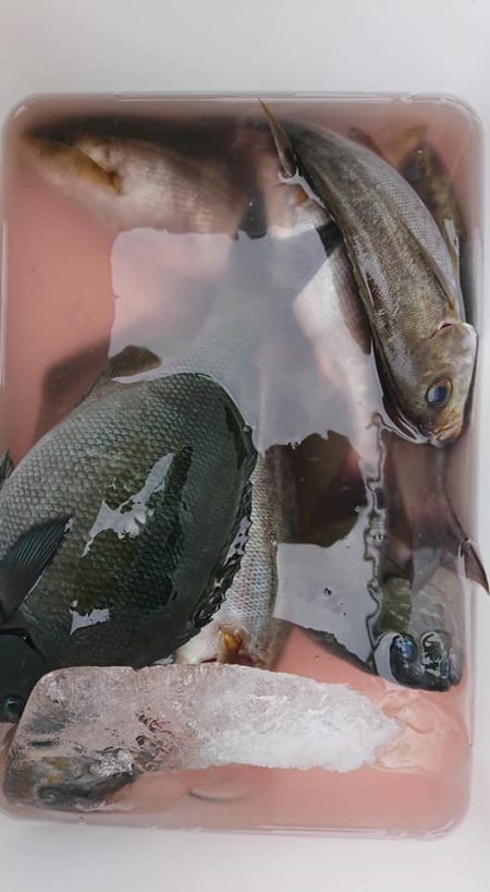 伊豆下田フィッシング 釣果