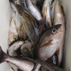 伊豆下田フィッシング 釣果