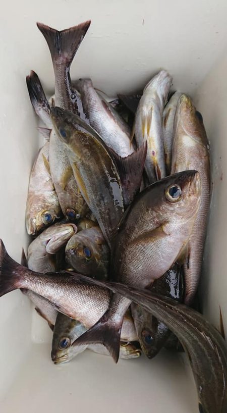 伊豆下田フィッシング 釣果