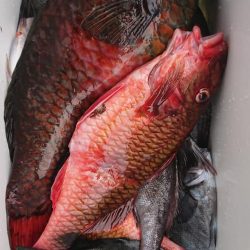 伊豆下田フィッシング 釣果