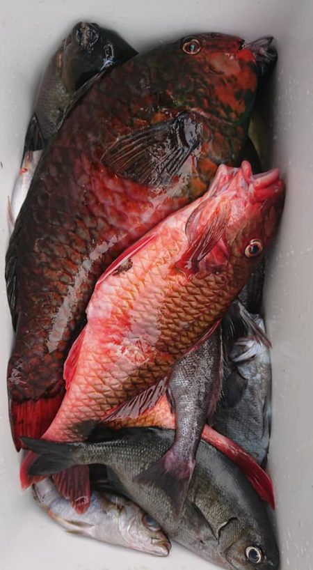 伊豆下田フィッシング 釣果