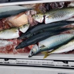 暁〜akatsuki〜 釣果