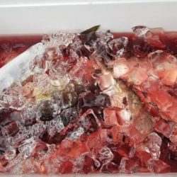 暁〜akatsuki〜 釣果