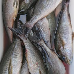 伊豆下田フィッシング 釣果